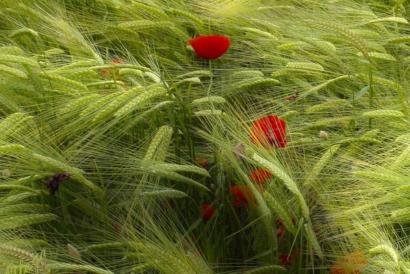 Poppy flowers among green ears of rye