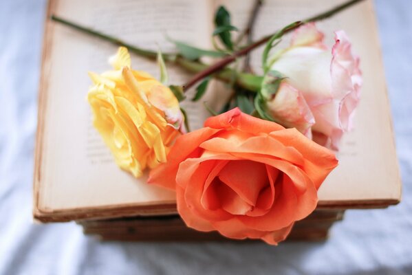 Roses on the background of a macro book