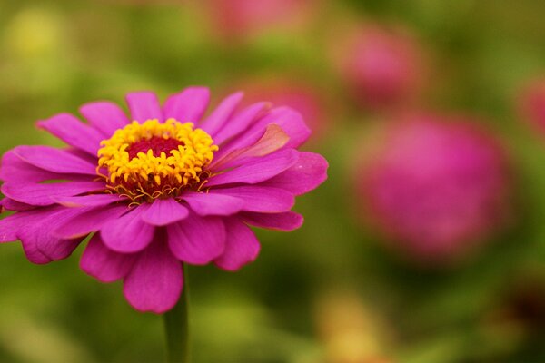 Pink cynia in focus mode