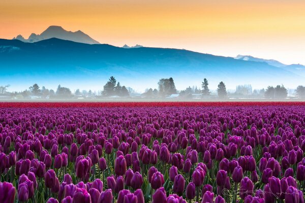 A field of tulips on a fantasy background