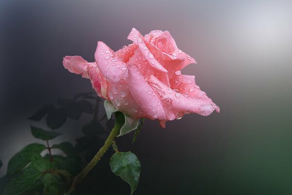 Rosa Blume mit Tautropfen