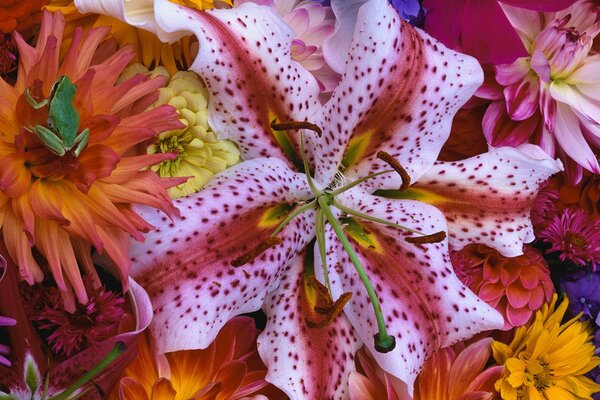 Encontró su flor inolvidable