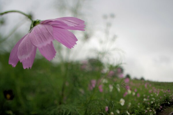 Cosmea rosa su uno sfondo di cielo grigio