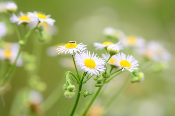 Pequeñas margaritas florecen en el campo