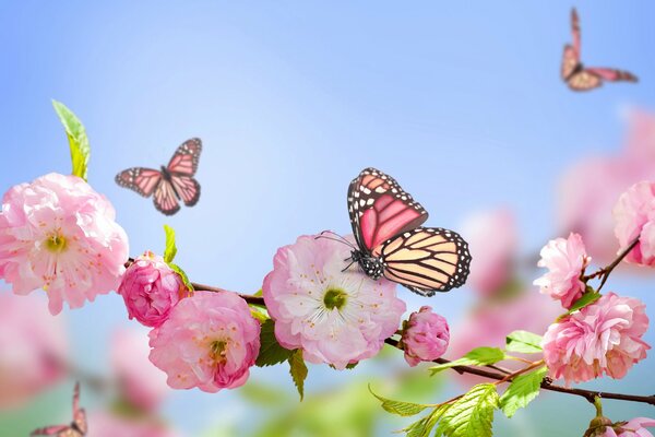 Zweig mit rosa Blüten und Schmetterlingen