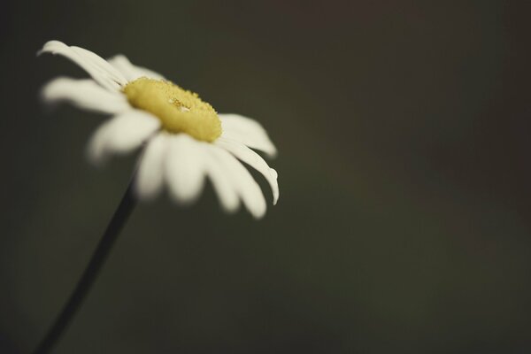 Einsames Gänseblümchen mit unscharfen Hintergründen