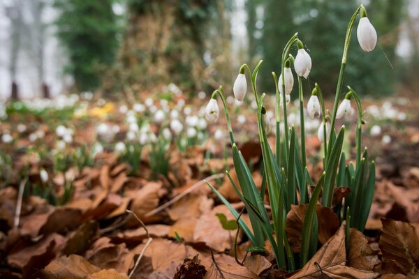 Waldschnegglöckchen unter trockenen Blättern