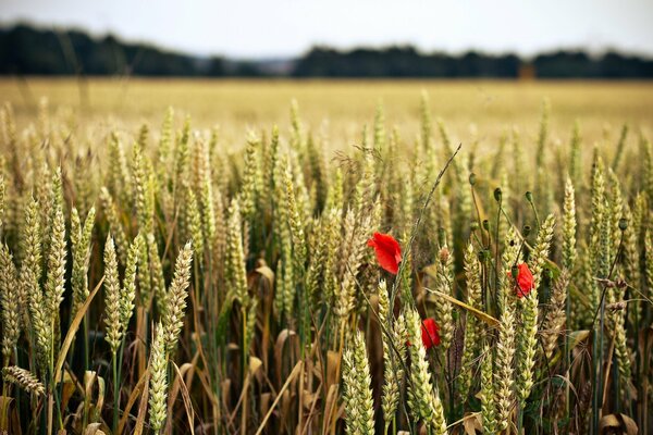 A field with spikelets and red flowers