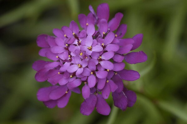 Inflorescence délicate rose-lilas