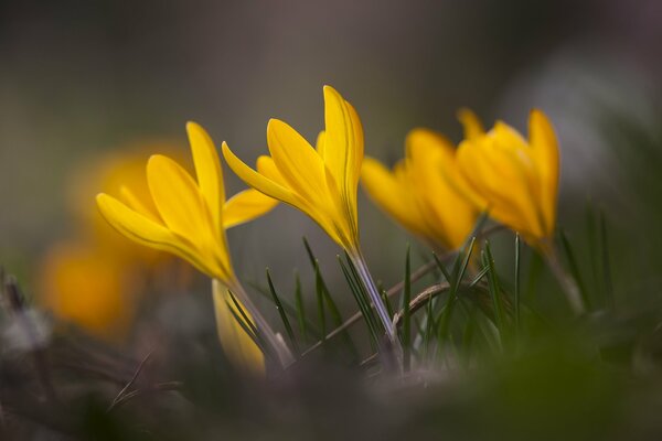 Spring mood of crocuses of love