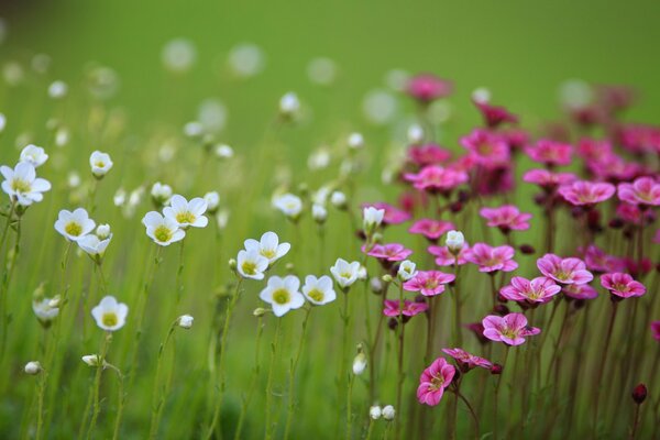 Small wild white and pink flowers