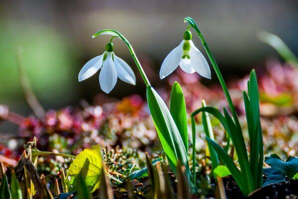 After winter , snowdrops appear