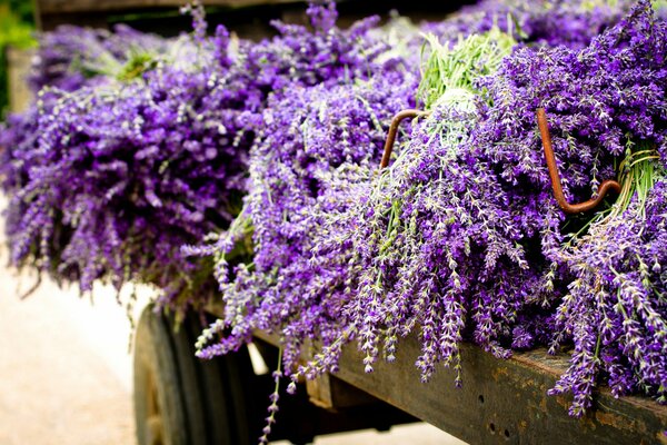 Fragrant lavender in wooden pallets