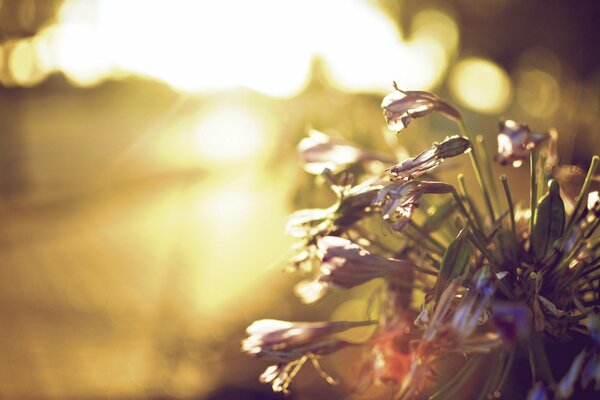 Blume auf dem sonnigen Hintergrund der Breitbildtapete