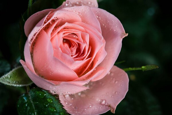 Rose rose avec des gouttes de rosée