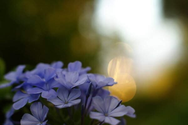 Belles fleurs sur un Yon flou