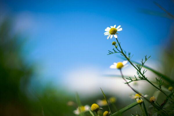 Gänseblümchen im Feld mit unscharfen Hintergründen