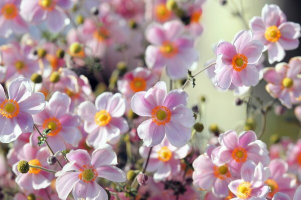 Bellissimi fiori rosa estivi