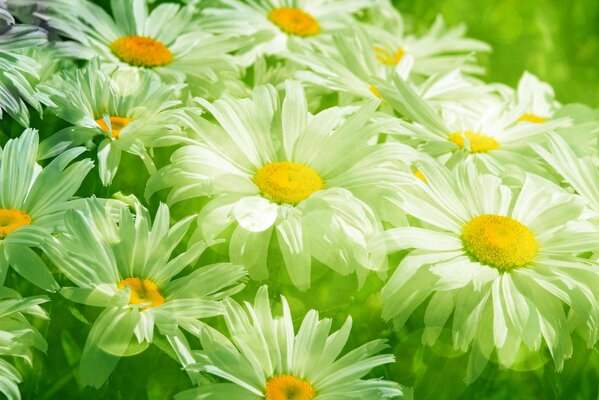 The airy lightness of meadow daisies