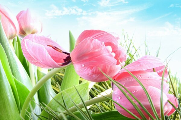 In spring, not only tulips bloom, but also women s hearts