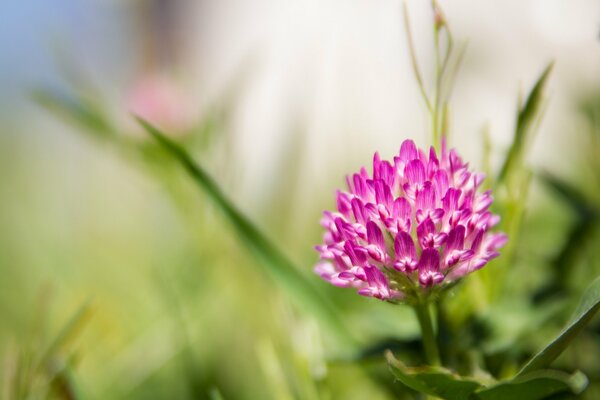 Clover Blooming Close-up