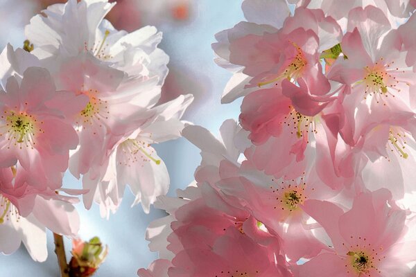 Premières fleurs délicates de printemps de cerise