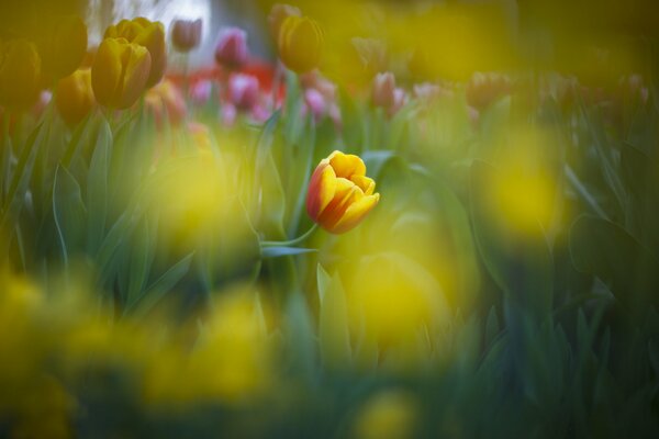 Photo d une tulipe sur un parterre de fleurs lumineux