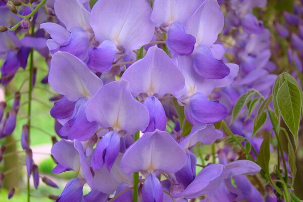 Flores Lilas con hojas verdes de cerca