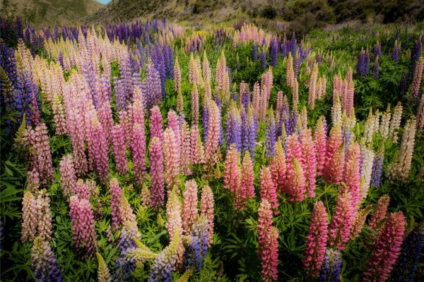 Neuseeland blühende Lupinen