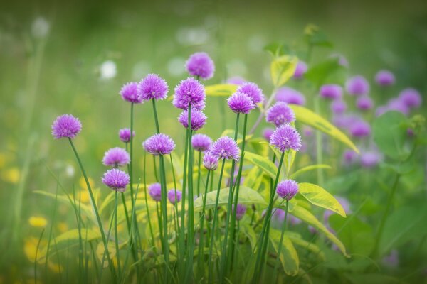 Lila Blüten. Gras. Die Blüte der Natur