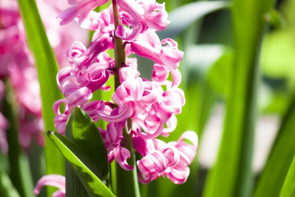 Die Blüte der Hyazinthe im Frühling bei hellem Licht