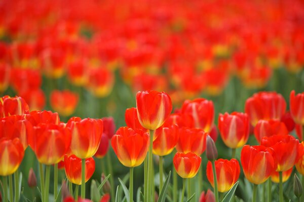 Roter Teppich des Frühlingsfeldes