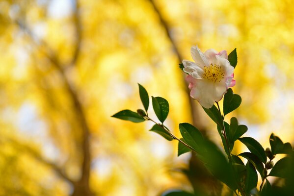 Zarte weiß-rosa Blüten auf einem unscharfen Hintergrund gelber Blätter