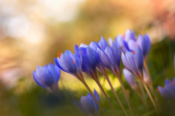 Krokusse Flieder Frühlingskernel