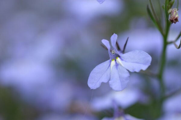 Lila pétalo bajo macro fotografía