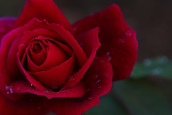 Helle rote Rose der Liebe