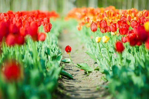 Giardino con tulipani. Sfondi widescreen