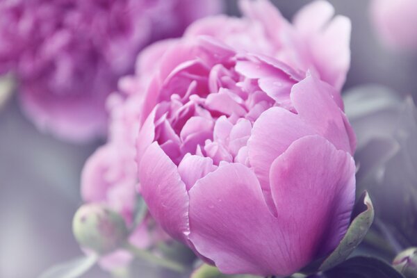 Rosa Tulpe Nahaufnahme