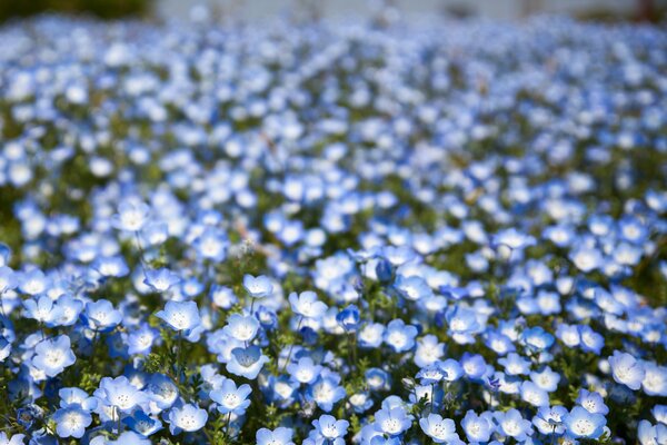 Feld mit lila Bokeh-Blumen