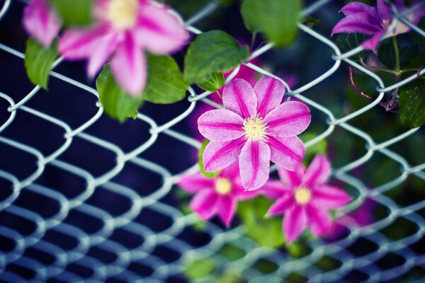 Die Blumen zeigen sich in einem rosa Farbton