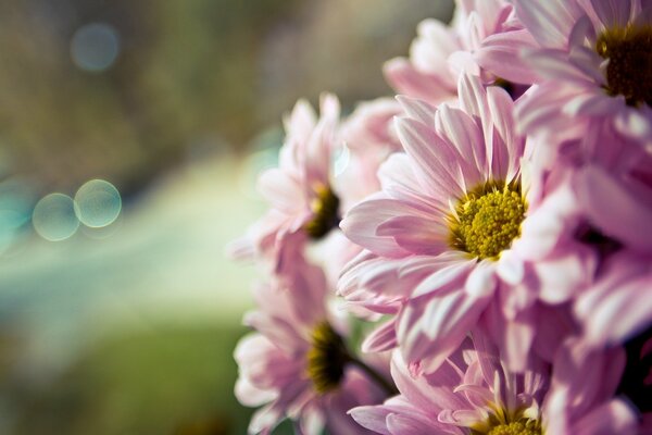 Bouquet of pink flowers close-up