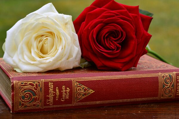 Rote und weiße Rosen auf dem Buch