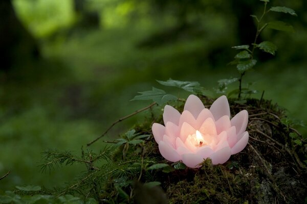 In una foresta verde, una candela accesa in un fiore di loto