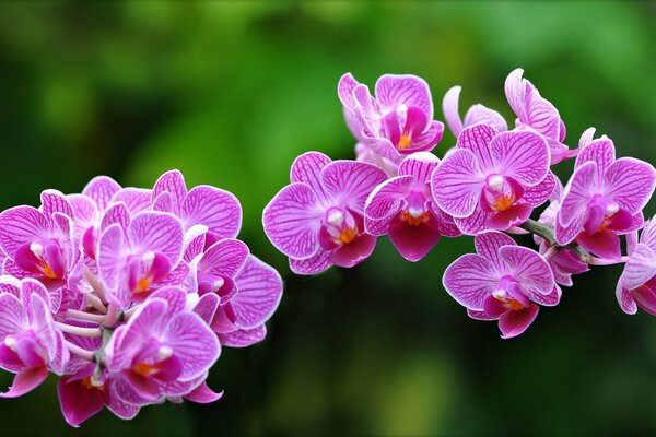 Helle rosa Orchidee auf grünem Hintergrund