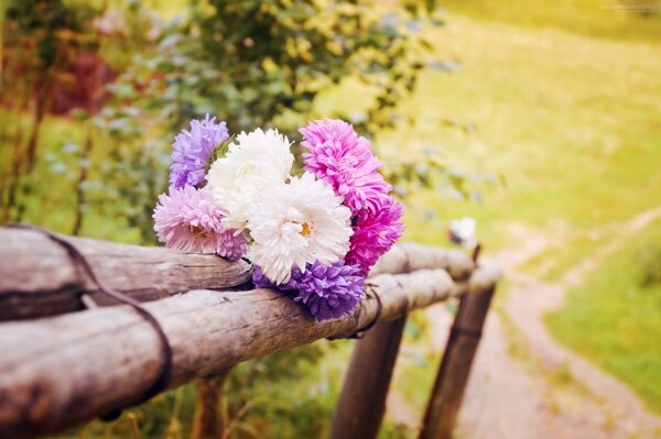 Foto der Sommerlandschaft mit Blumen