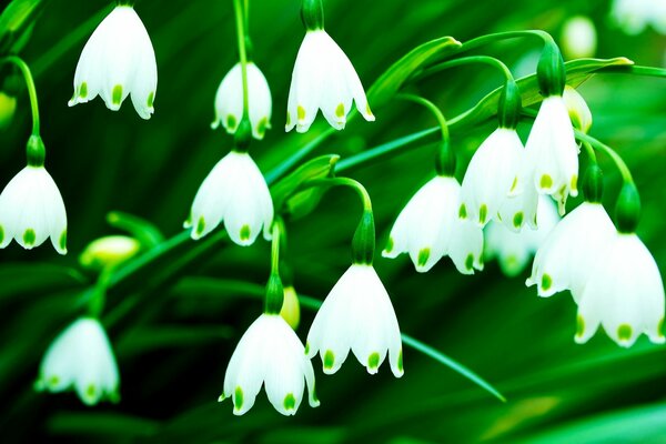 White bells macrophoto