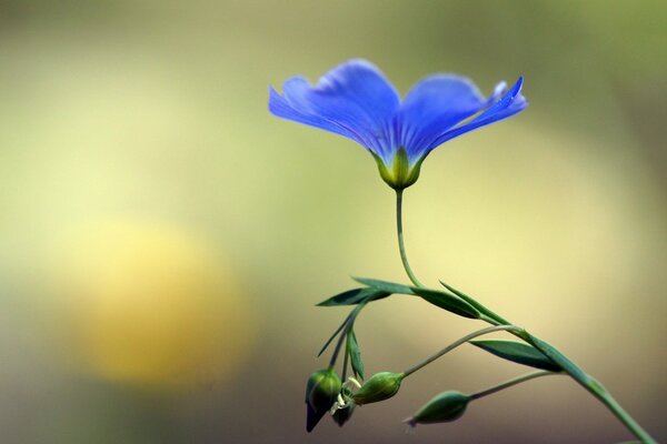 Azul hermosa flor de cerca