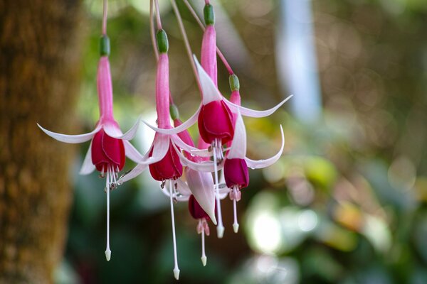 Destellos de gotas de rocío en fucsia blanco y rosa