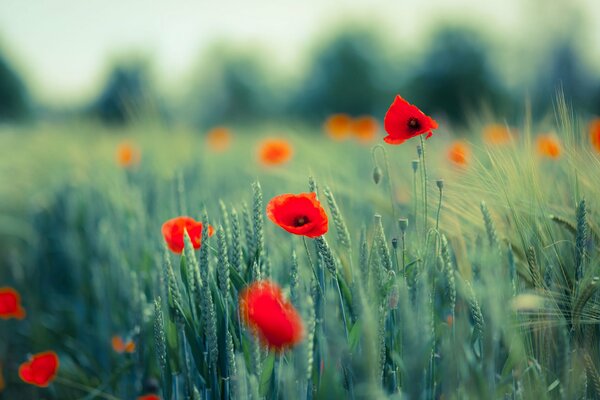 Espigas de amapolas en un campo verde