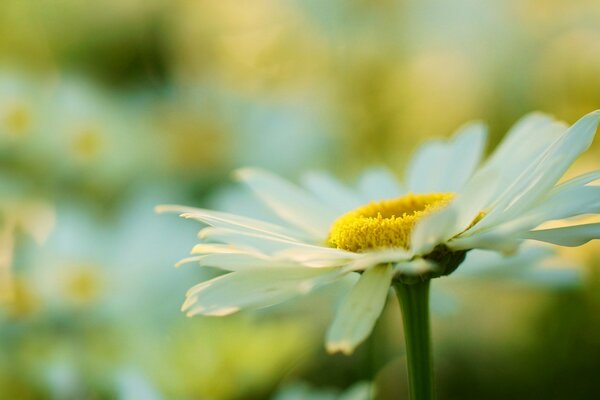 Sunny flower snow-white chamomile